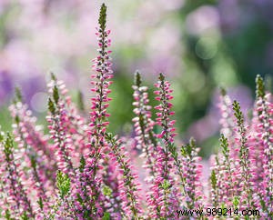 Expert Guide: How to Plant and Care for Heather Plants