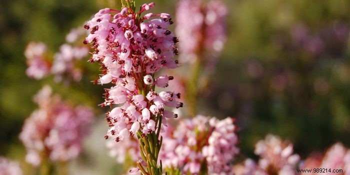 Expert Guide: How to Plant and Care for Heather Plants