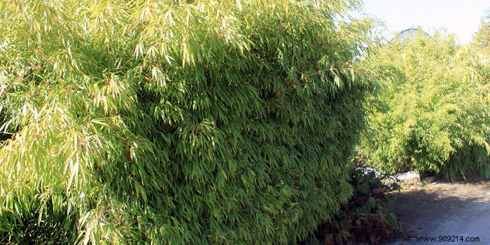 Best Evergreen Hedges for Garden Privacy: Bamboo and Shrubs to Block Neighbors and Unwanted Views