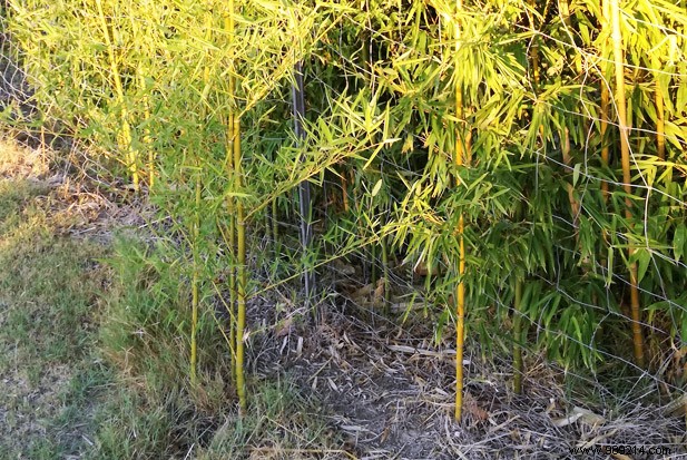 Best Evergreen Hedges for Garden Privacy: Bamboo and Shrubs to Block Neighbors and Unwanted Views