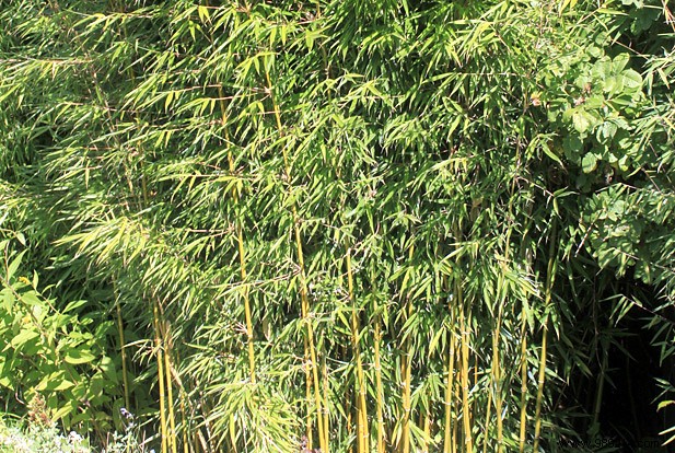 Best Evergreen Hedges for Garden Privacy: Bamboo and Shrubs to Block Neighbors and Unwanted Views