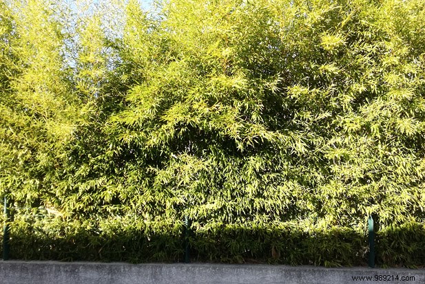 Best Evergreen Hedges for Garden Privacy: Bamboo and Shrubs to Block Neighbors and Unwanted Views