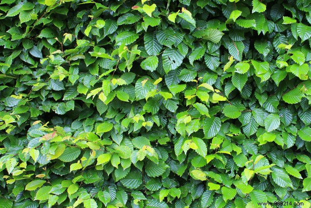 Best Evergreen Hedges for Garden Privacy: Bamboo and Shrubs to Block Neighbors and Unwanted Views