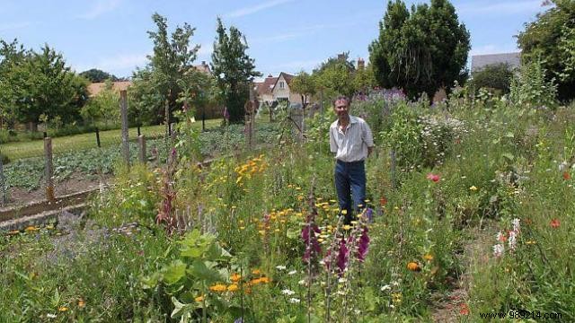 Transform Your Garden into a Vibrant Wildflower Meadow: Expert Low-Maintenance Tips