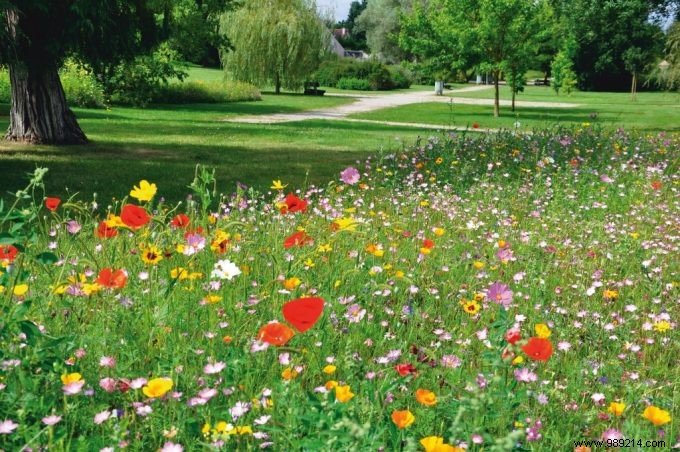Transform Your Garden into a Vibrant Wildflower Meadow: Expert Low-Maintenance Tips