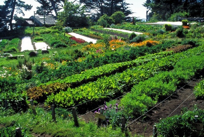 Build a Thriving Natural Garden: Permaculture and Agroforestry for Ecosystem Harmony