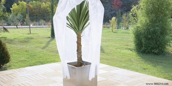 Expert Tips: Safeguarding Potted Plants Through Winter