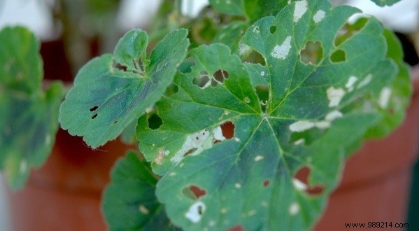 Expert Tips: Safeguarding Potted Plants Through Winter