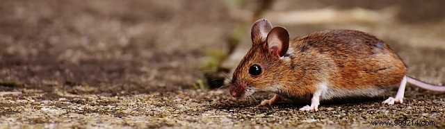 Expert Guide: How to Safely Eliminate Rodents from Your Garden