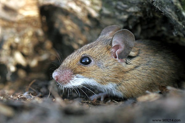 Expert Guide: How to Safely Eliminate Rodents from Your Garden