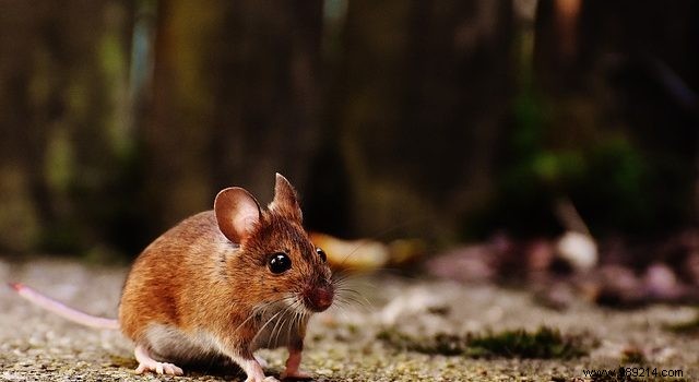 Expert Guide: How to Safely Eliminate Rodents from Your Garden