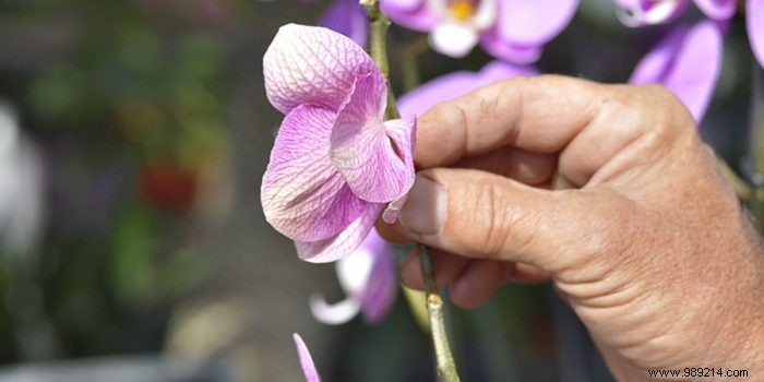 Expert Tips to Prevent Orchid Wilting and Ensure Year-Round Blooms