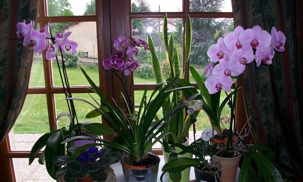 Expert Tips to Prevent Orchid Wilting and Ensure Year-Round Blooms