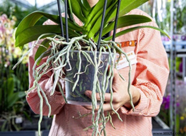 Expert Tips to Prevent Orchid Wilting and Ensure Year-Round Blooms
