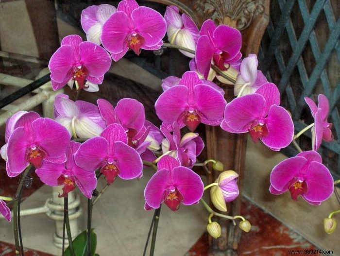 Expert Tips to Prevent Orchid Wilting and Ensure Year-Round Blooms