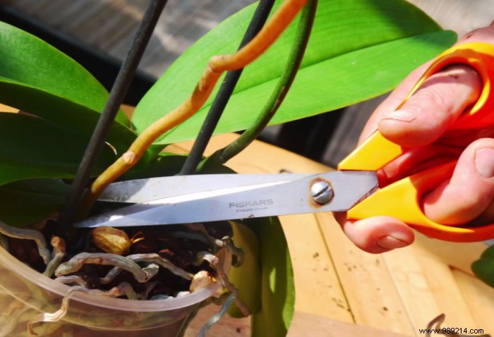 Expert Tips to Prevent Orchid Wilting and Ensure Year-Round Blooms