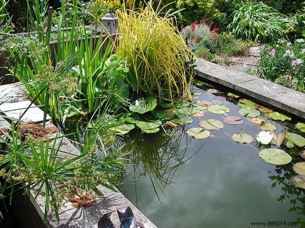 How to Build a Beautiful Garden Pond: Expert Installation Guide