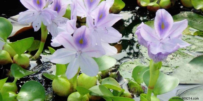 Essential Aquatic Plants for Your Garden Pond: Expert Guide to Selection and Planting