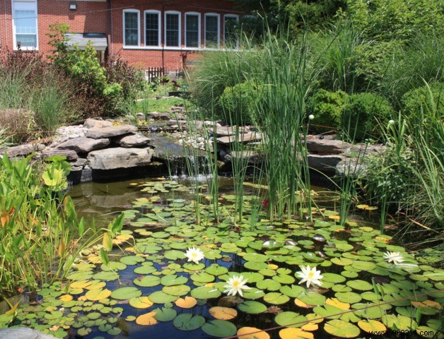 Essential Aquatic Plants for Your Garden Pond: Expert Guide to Selection and Planting
