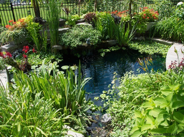 Essential Aquatic Plants for Your Garden Pond: Expert Guide to Selection and Planting
