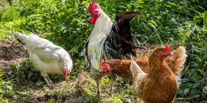 4 Proven Tips for Raising Backyard Chickens: Insights from a Landscaper with Years of Experience