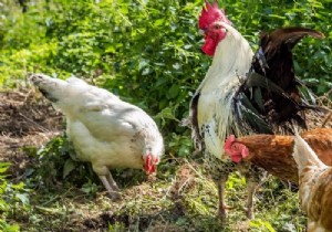 4 Proven Tips for Raising Backyard Chickens: Insights from a Landscaper with Years of Experience