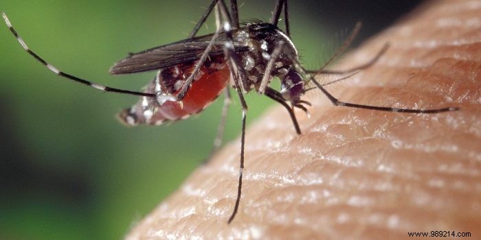 How Mosquitoes Breed in Your Garden: Life Cycle, Risks, and Prevention