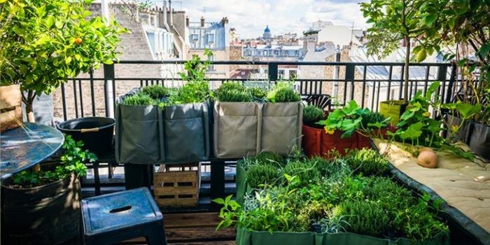 Transform Your Balcony into a Thriving Vegetable Garden: Proven Tips from Urban Gardening Experts