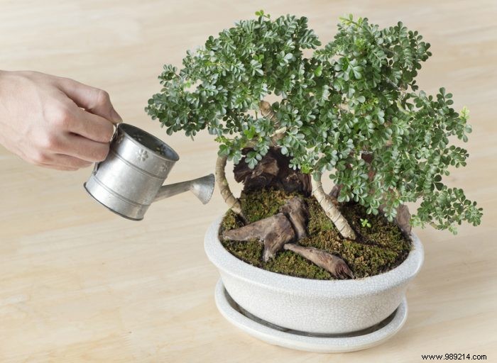 Expert Bonsai Care Guide: Watering, Fertilizing, and Pruning Tips for Thriving Trees