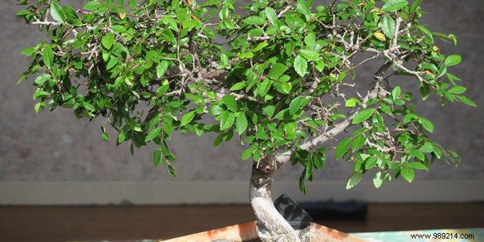 Expert Bonsai Care Guide: Watering, Fertilizing, and Pruning Tips for Thriving Trees
