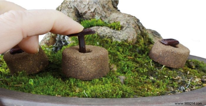 Expert Bonsai Care Guide: Watering, Fertilizing, and Pruning Tips for Thriving Trees