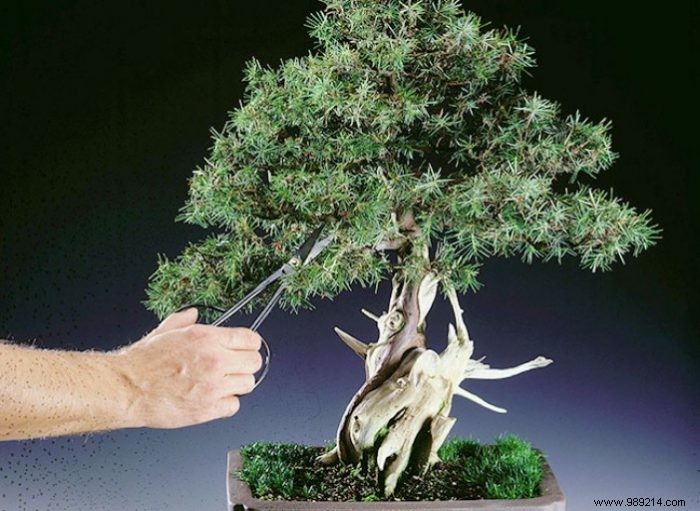 Expert Bonsai Care Guide: Watering, Fertilizing, and Pruning Tips for Thriving Trees