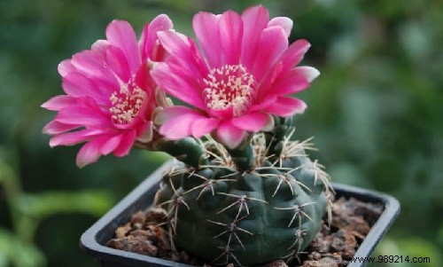 Expert Guide: How to Care for Mini Cacti Indoors