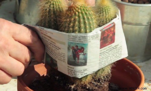 Expert Guide: How to Care for Mini Cacti Indoors