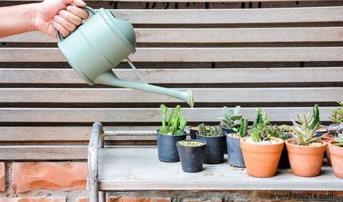 Expert Guide: How to Care for Mini Cacti Indoors