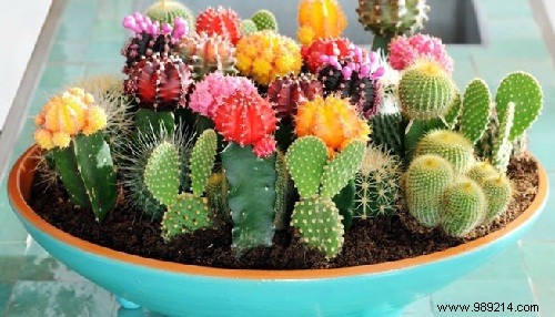 Expert Guide: How to Care for Mini Cacti Indoors