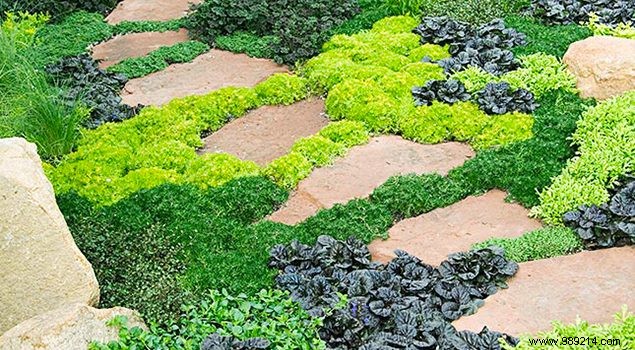 Best Low-Maintenance Ground Covers to Replace Grass Lawns
