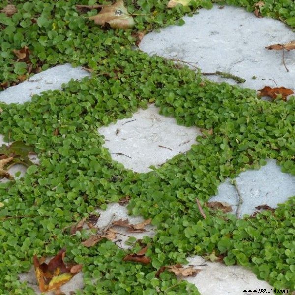 Best Low-Maintenance Ground Covers to Replace Grass Lawns