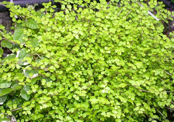 Best Low-Maintenance Ground Covers to Replace Grass Lawns