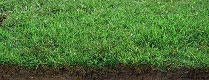 Best Low-Maintenance Ground Covers to Replace Grass Lawns