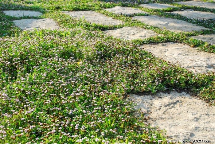 Best Low-Maintenance Ground Covers to Replace Grass Lawns