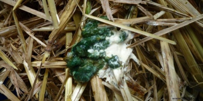 Chicken Manure: A Nutrient-Packed Organic Fertilizer for Thriving Gardens