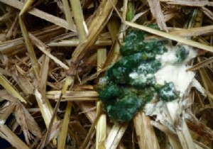 Chicken Manure: A Nutrient-Packed Organic Fertilizer for Thriving Gardens