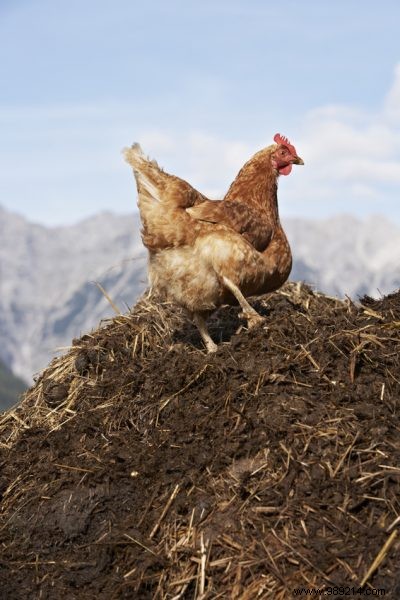 Chicken Manure: A Nutrient-Packed Organic Fertilizer for Thriving Gardens