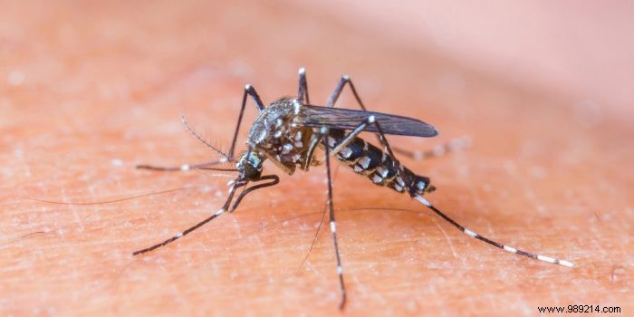 5 Proven Natural Insect Repellents for Safe, Eco-Friendly Protection