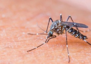 5 Proven Natural Insect Repellents for Safe, Eco-Friendly Protection