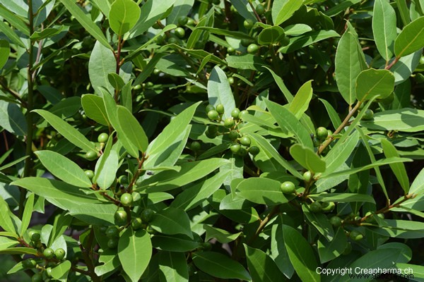 5 Proven Natural Insect Repellents for Safe, Eco-Friendly Protection