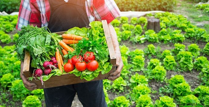 Sustainable Gardening: Smart Ways to Recycle Kitchen Waste for Thriving Plants