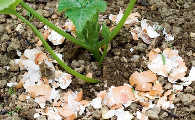 Sustainable Gardening: Smart Ways to Recycle Kitchen Waste for Thriving Plants