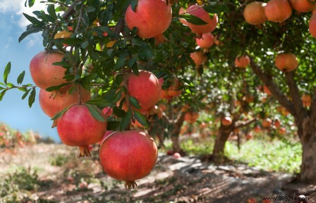 Grow These 4 Exotic Superfruits at Home: Proven Health Benefits and Easy Tips